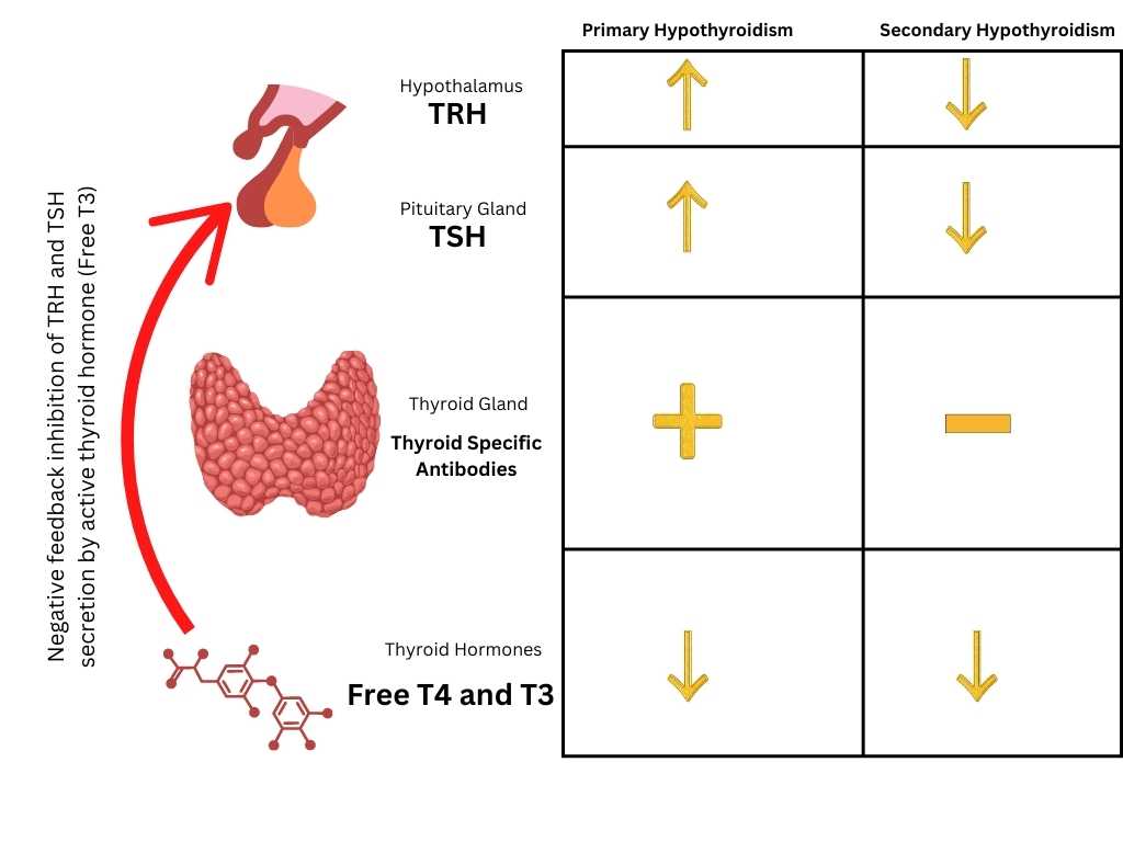 Secondary Hypothyroidism TSH Levels: Quick Guide