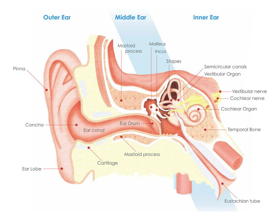 Understanding tinnitus that beats in time with your pulse – What You Need to Know