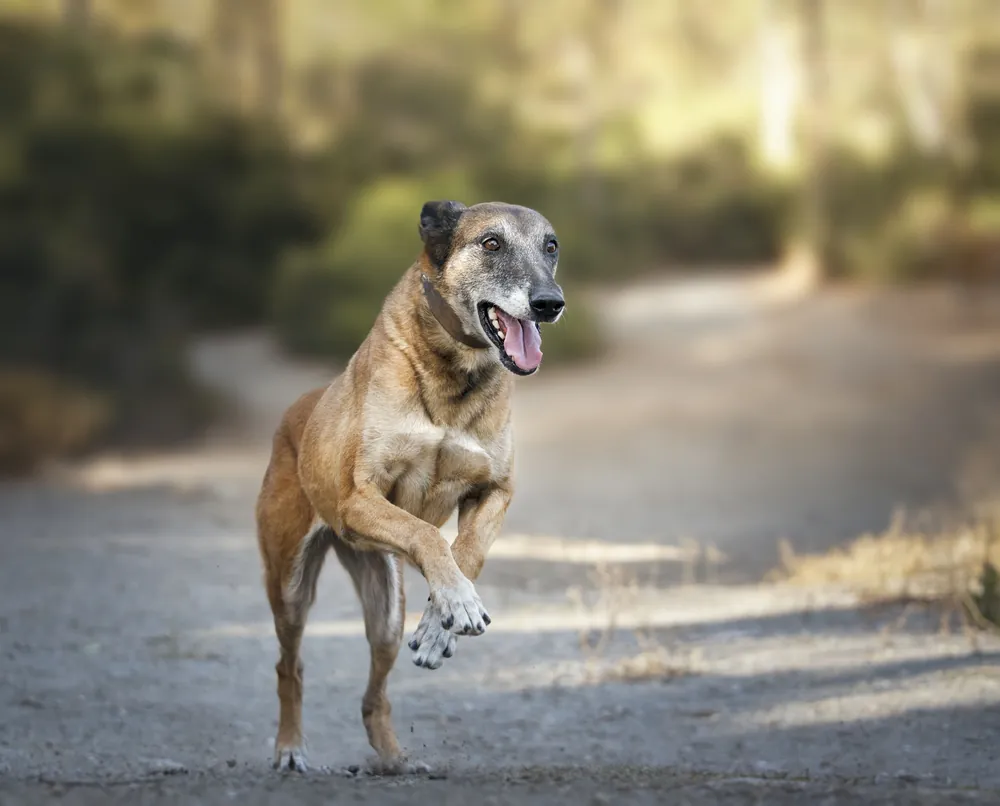 badass dog names
