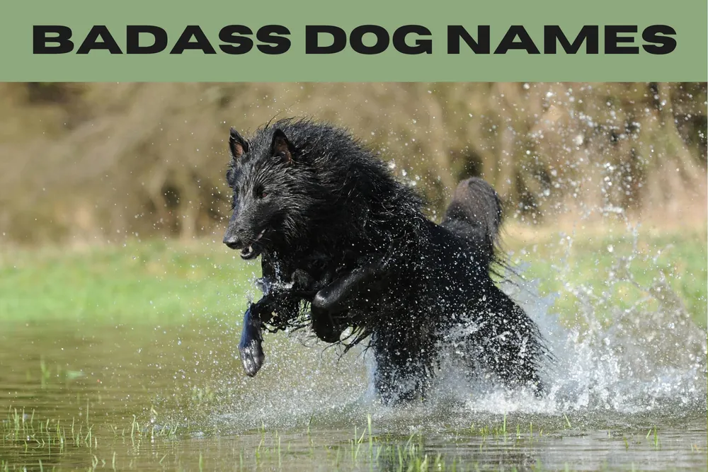 badass dog names