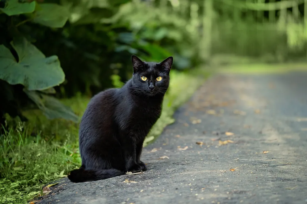 black cat names