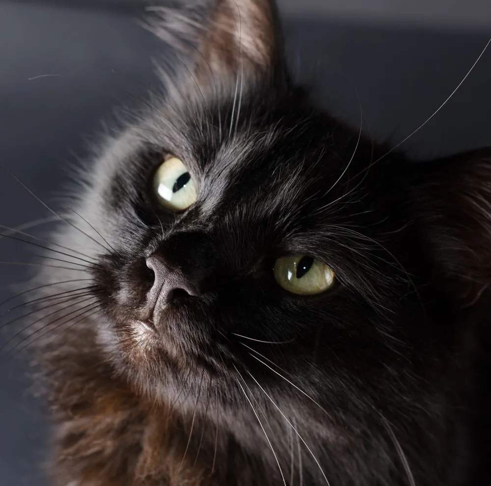black cat names