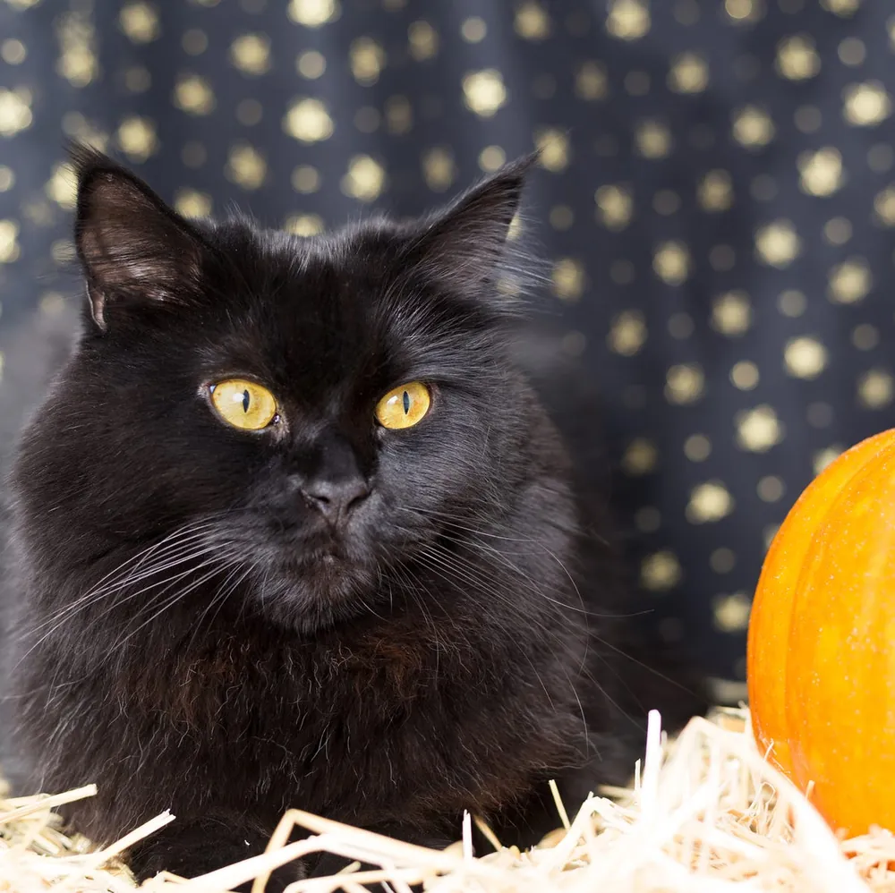 black cat names
