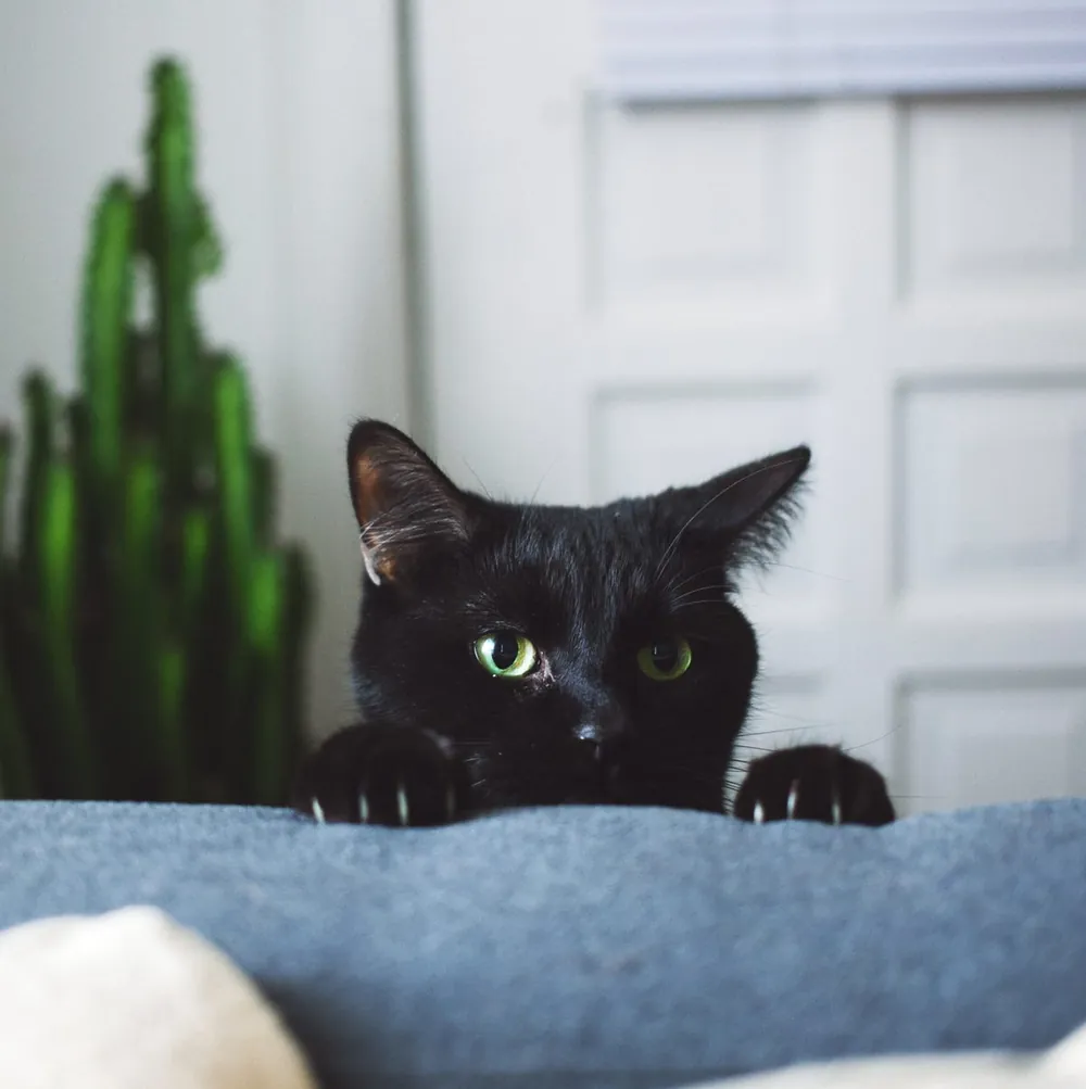 black cat names