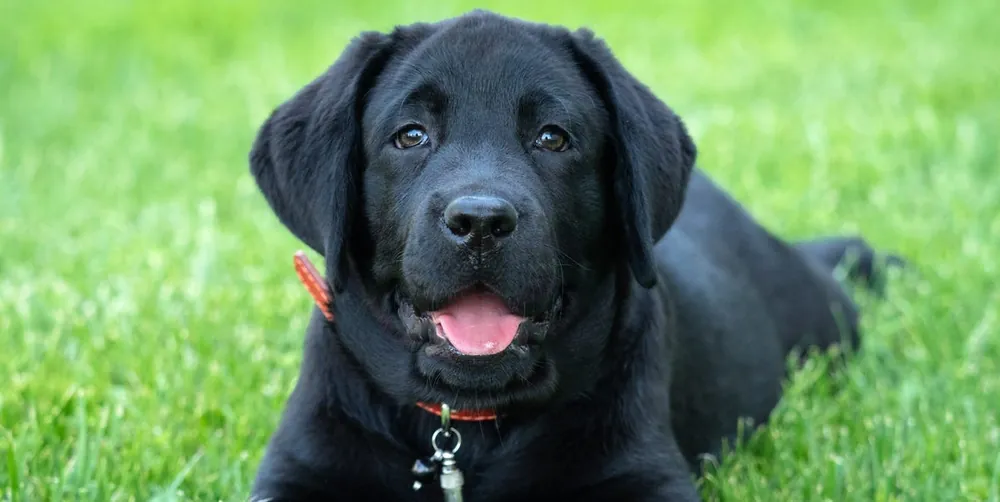 black dog names