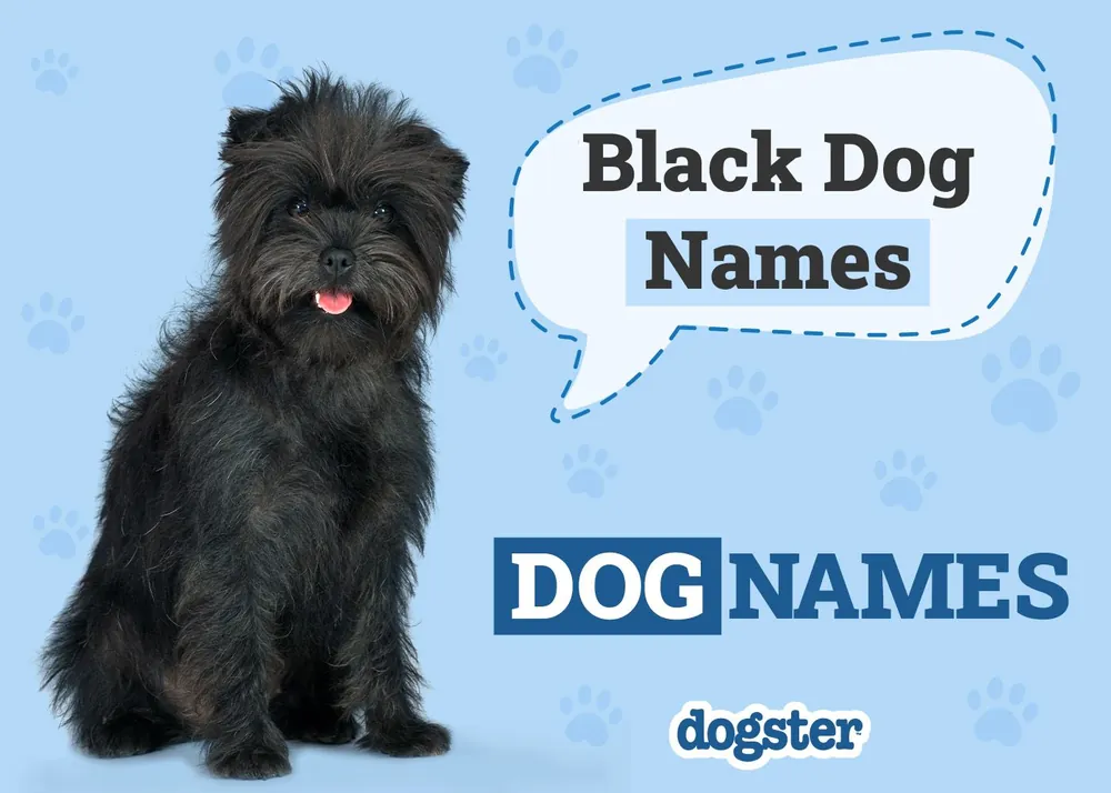 black dog names