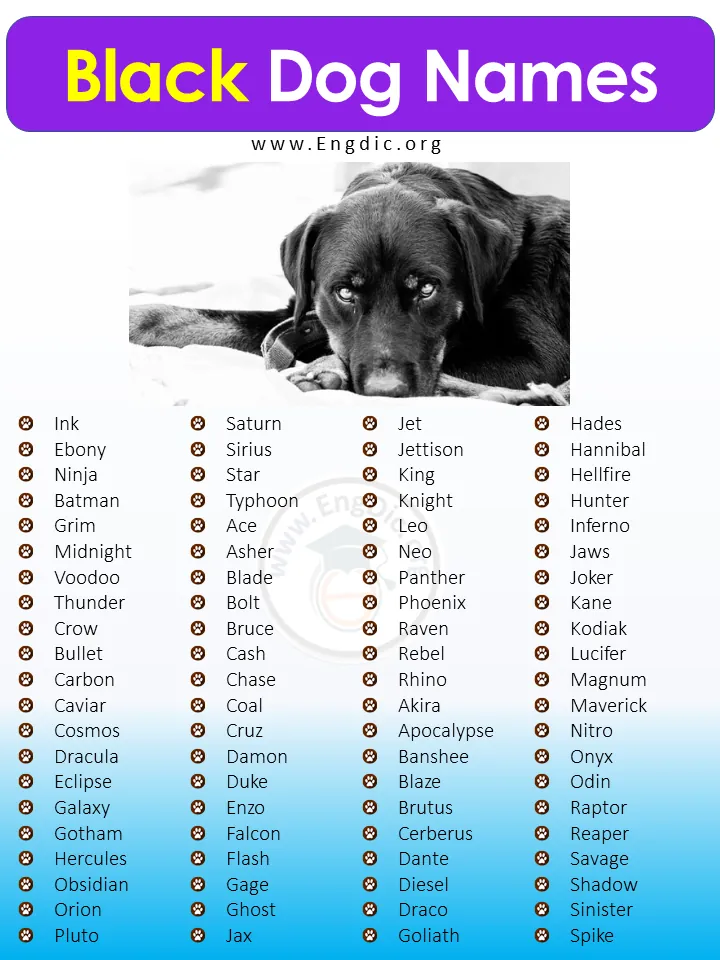 black dog names