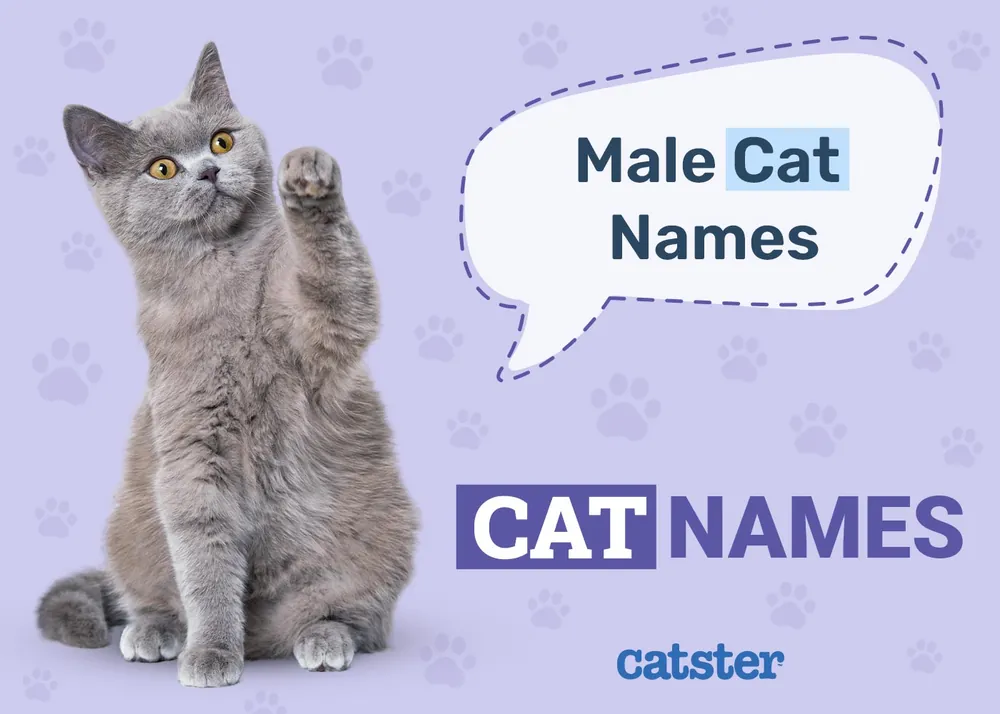 boy cat names