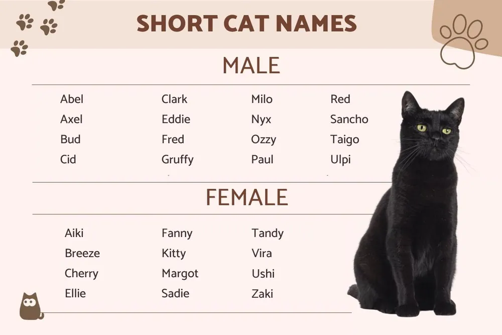 boy cat names