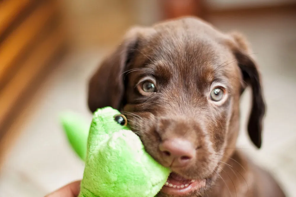 brown dog names