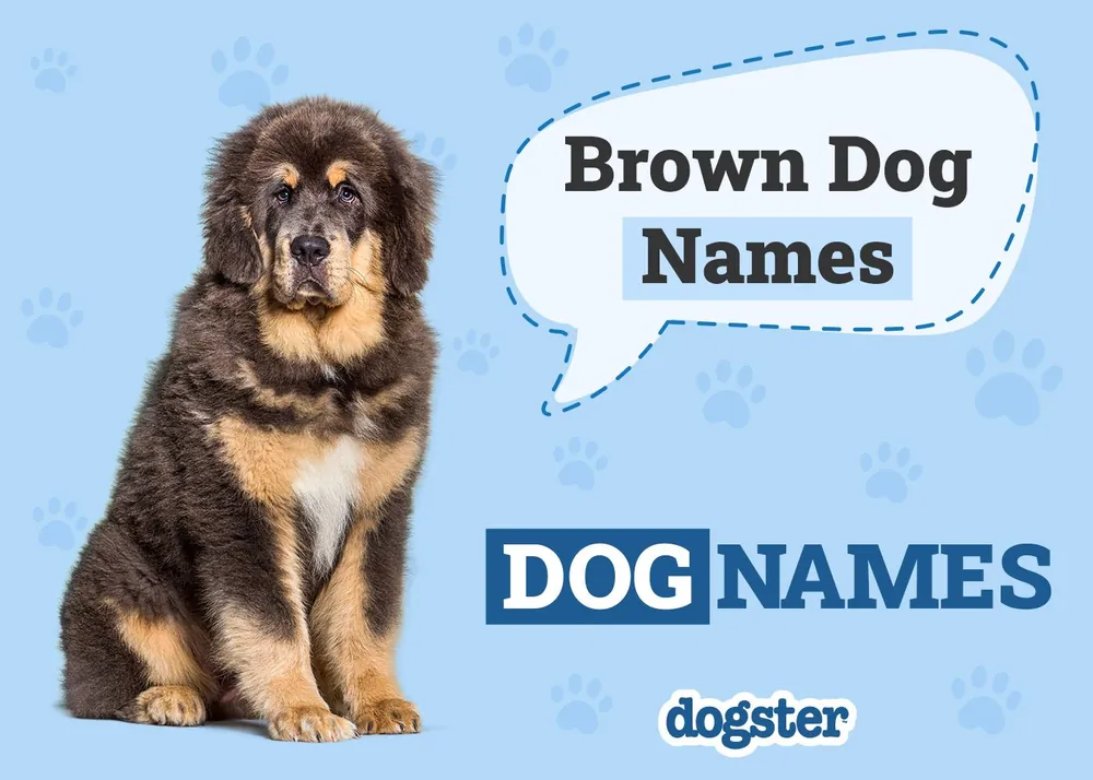 brown dog names