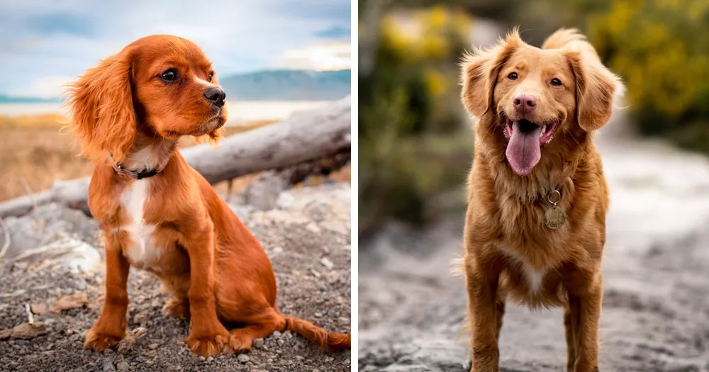 brown dog names