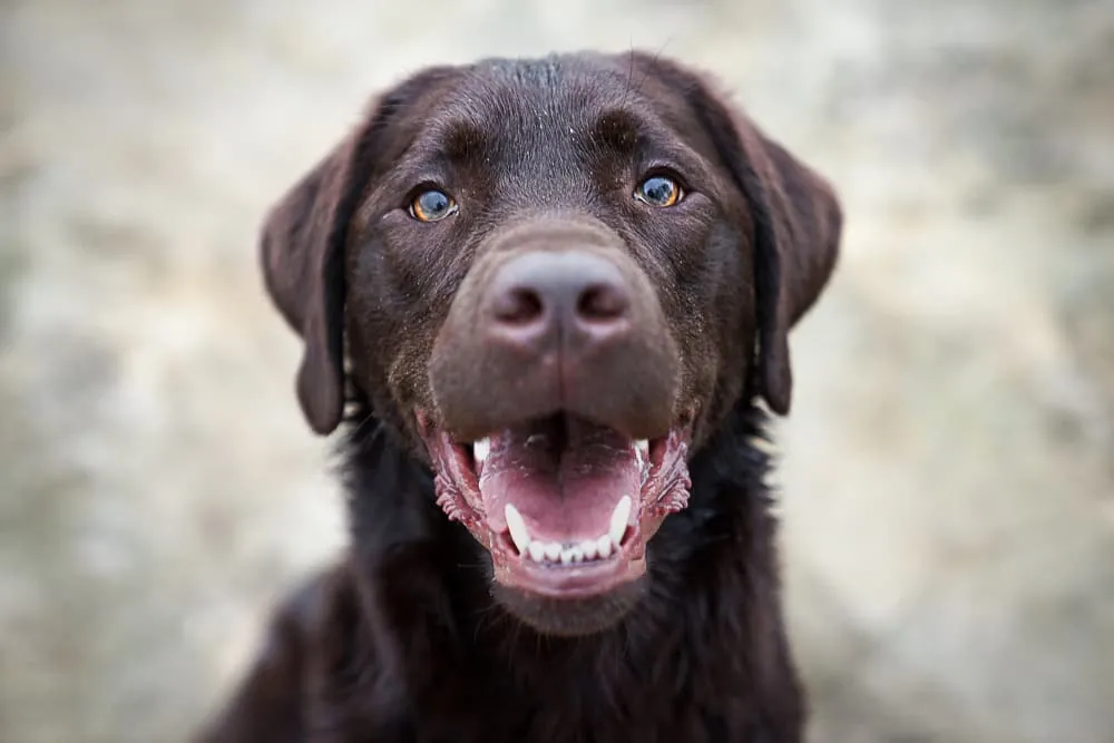 brown dog names