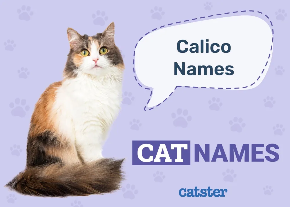 calico cat names