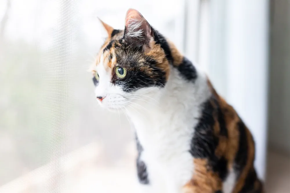 calico cat names