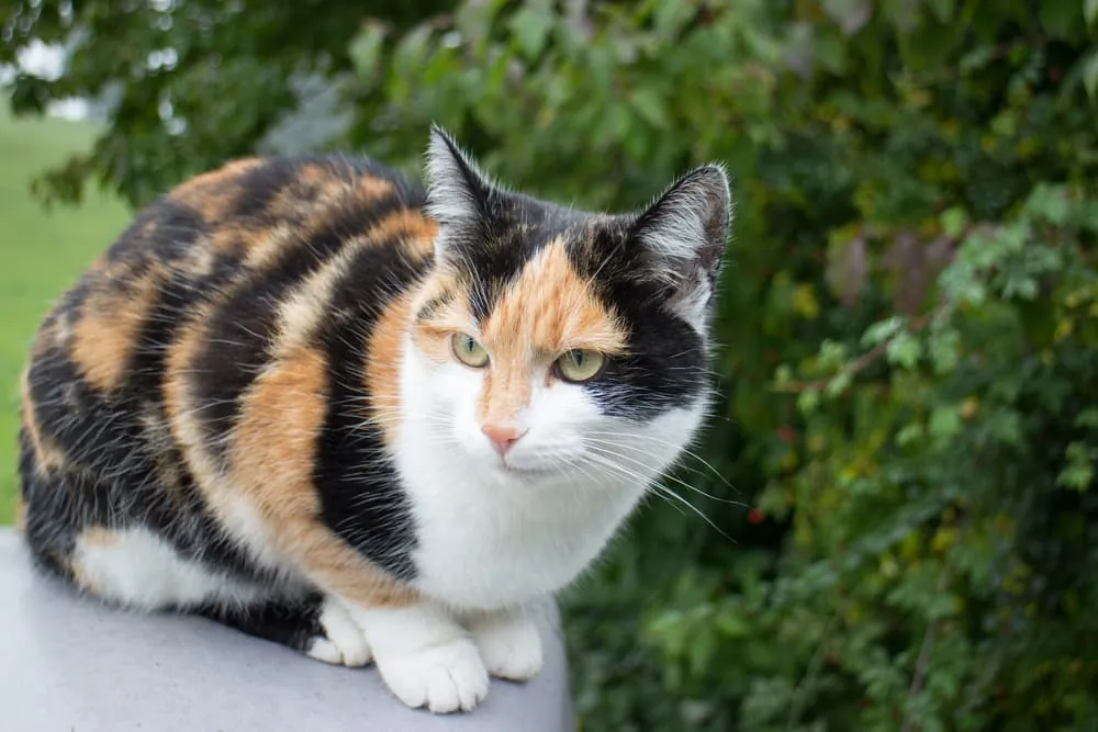 calico cat names