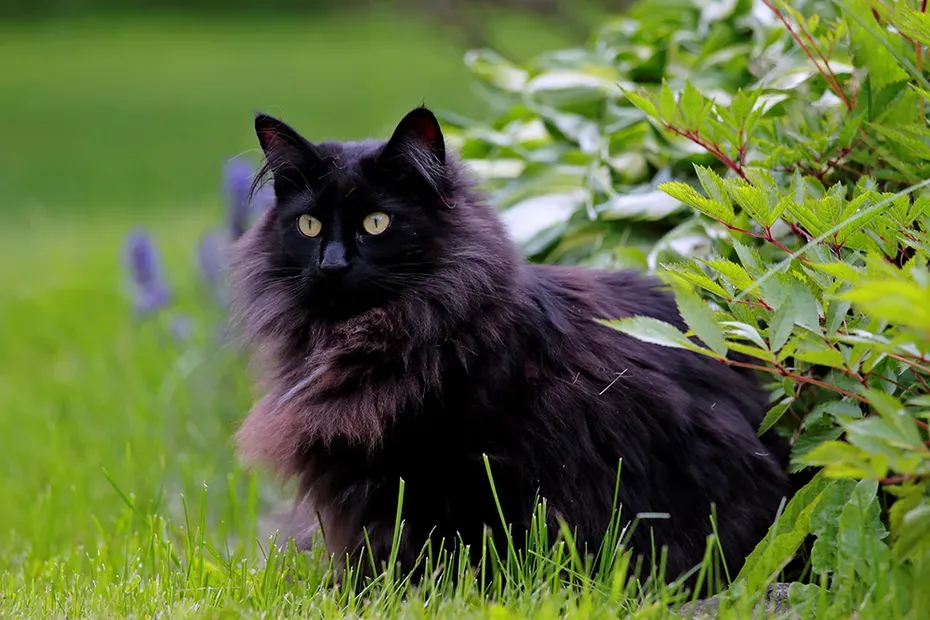 cool cat names