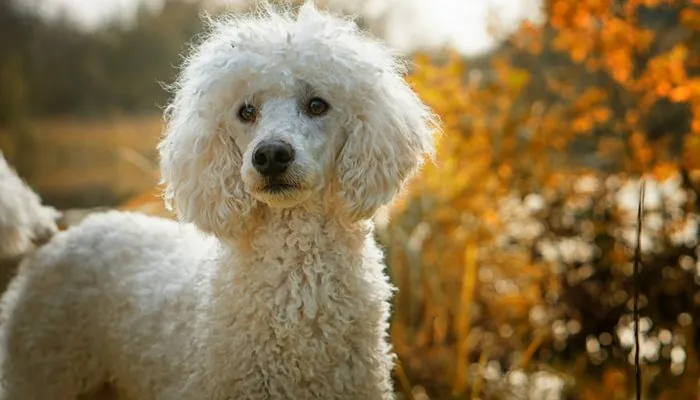 cool dog names