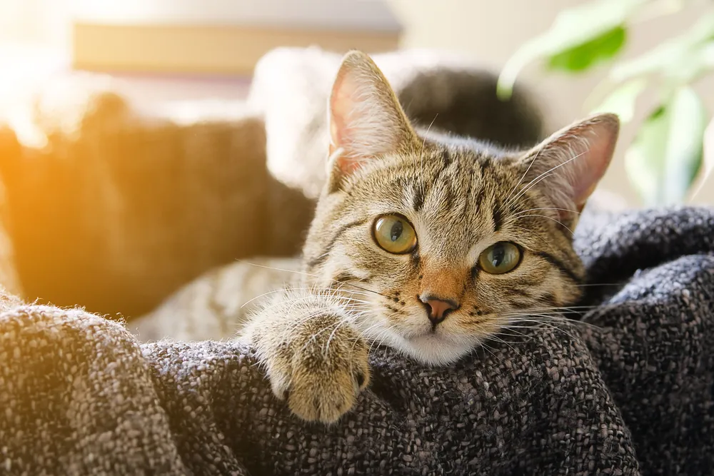 cute cat names