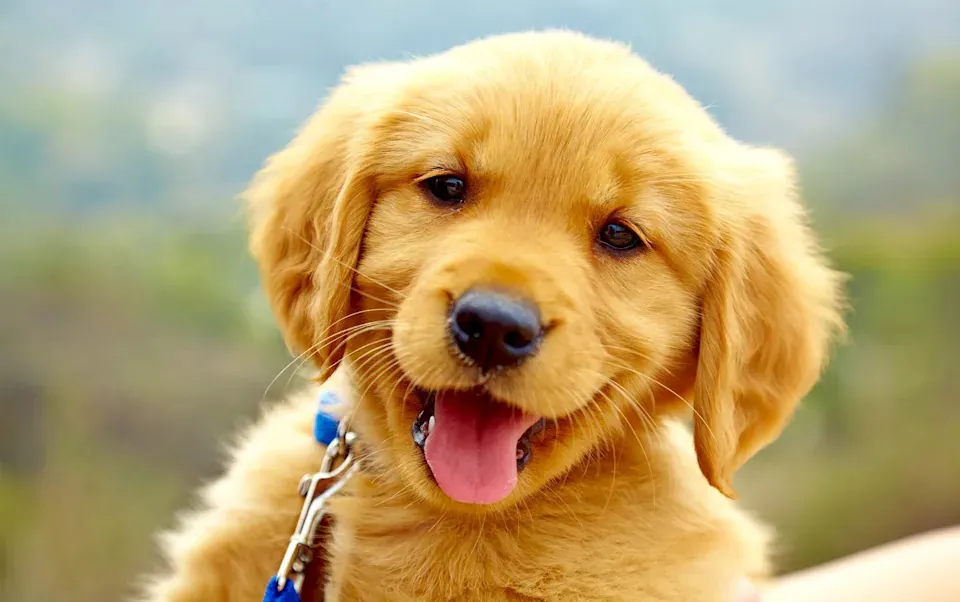 cute dog names
