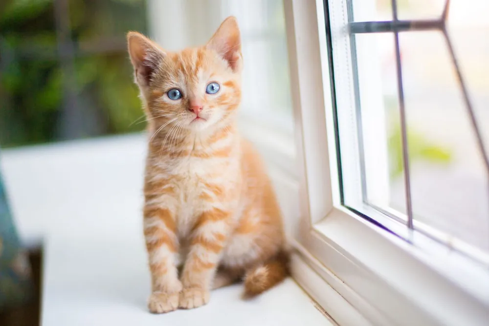 female cat names