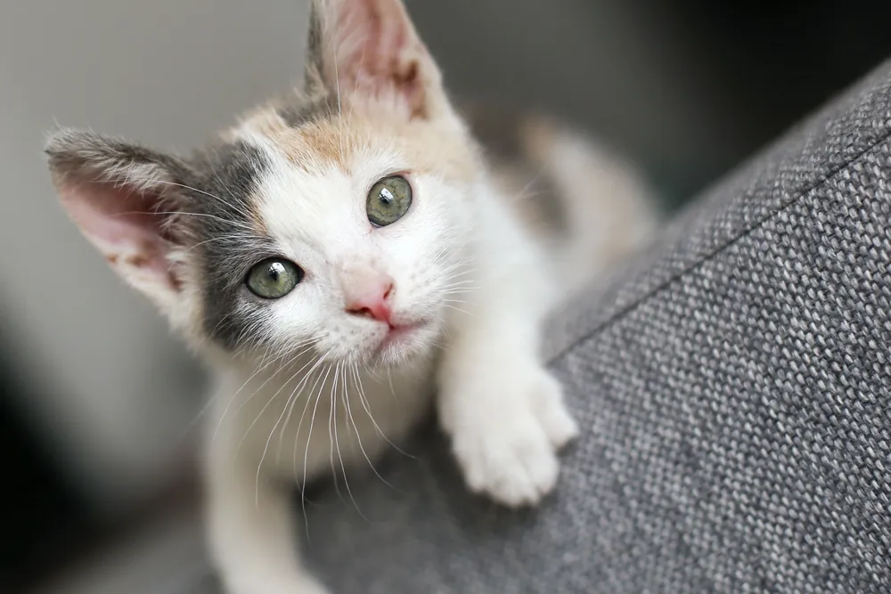 female cat names