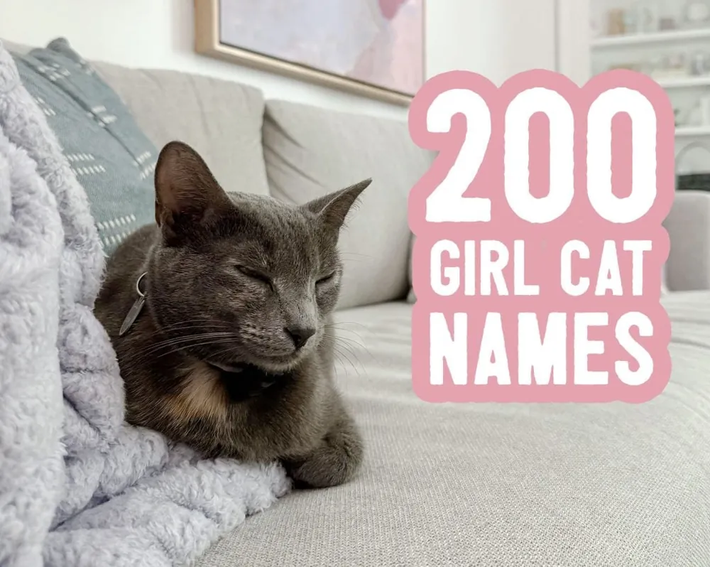 female cat names