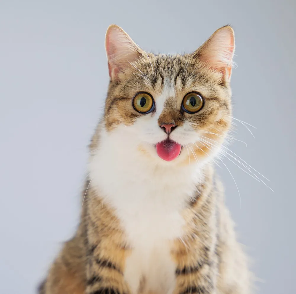 funny cat names