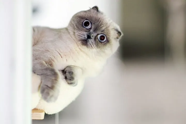funny cat names