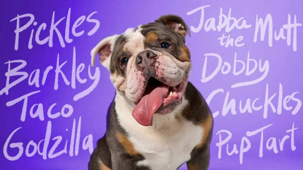 funny dog names