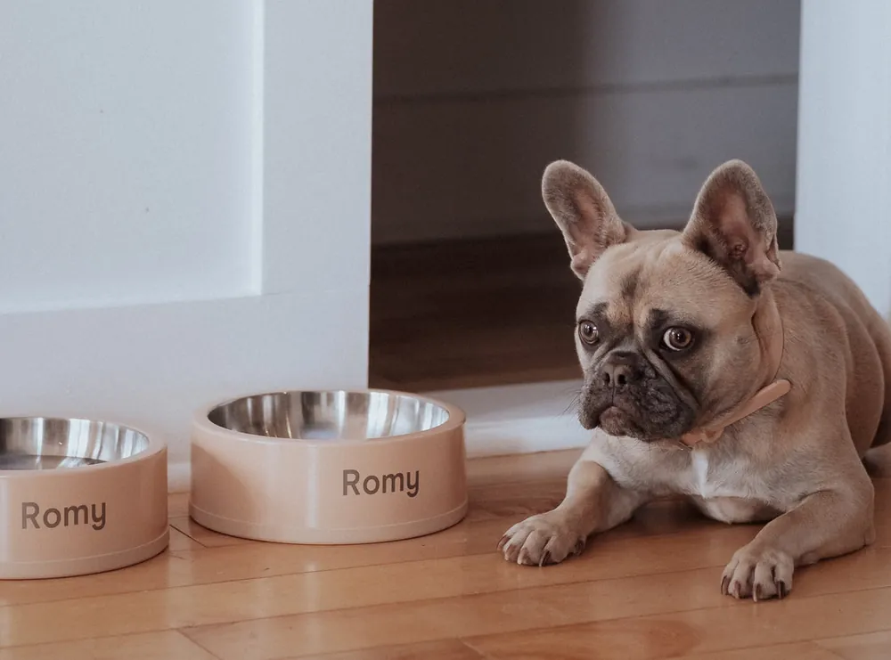 funny dog names