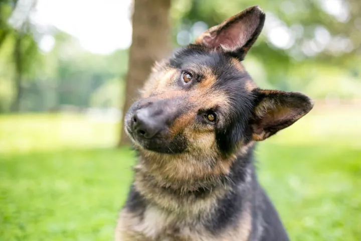 german shepherd names
