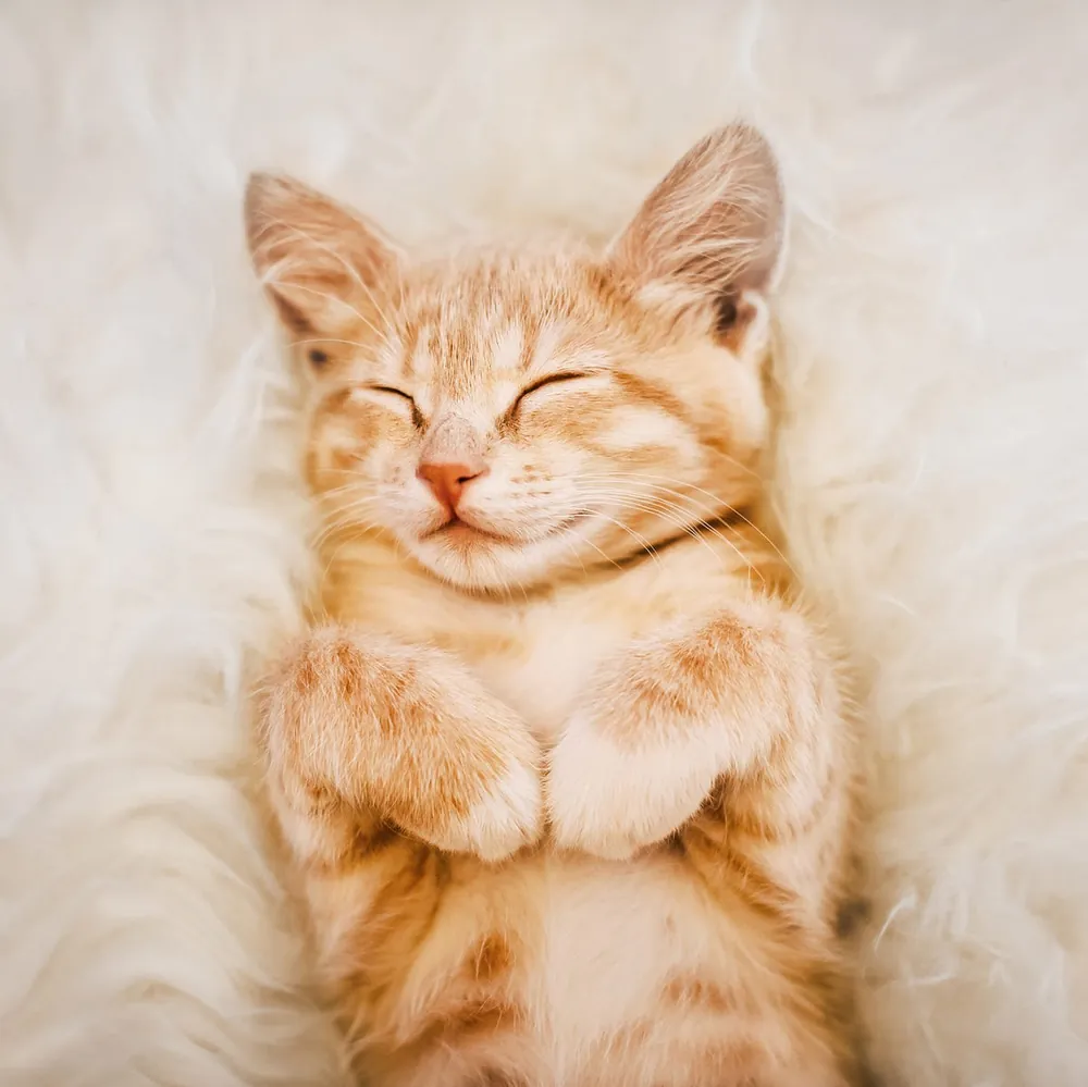 girl cat names