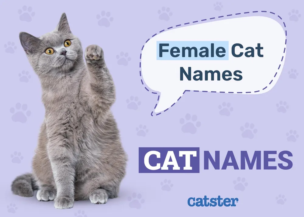 girl cat names