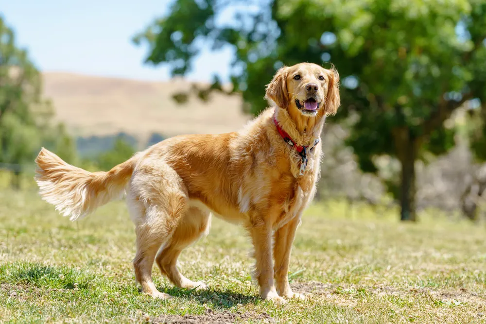golden dog names