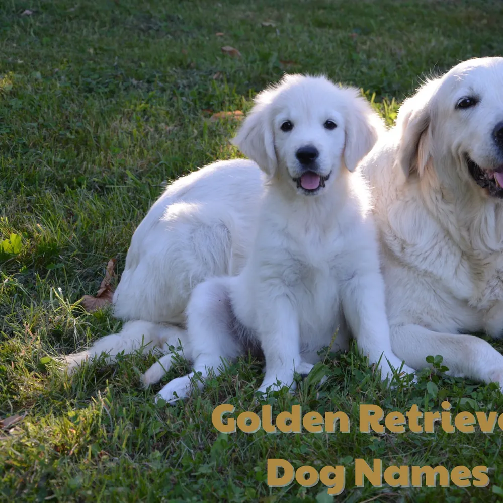 golden dog names