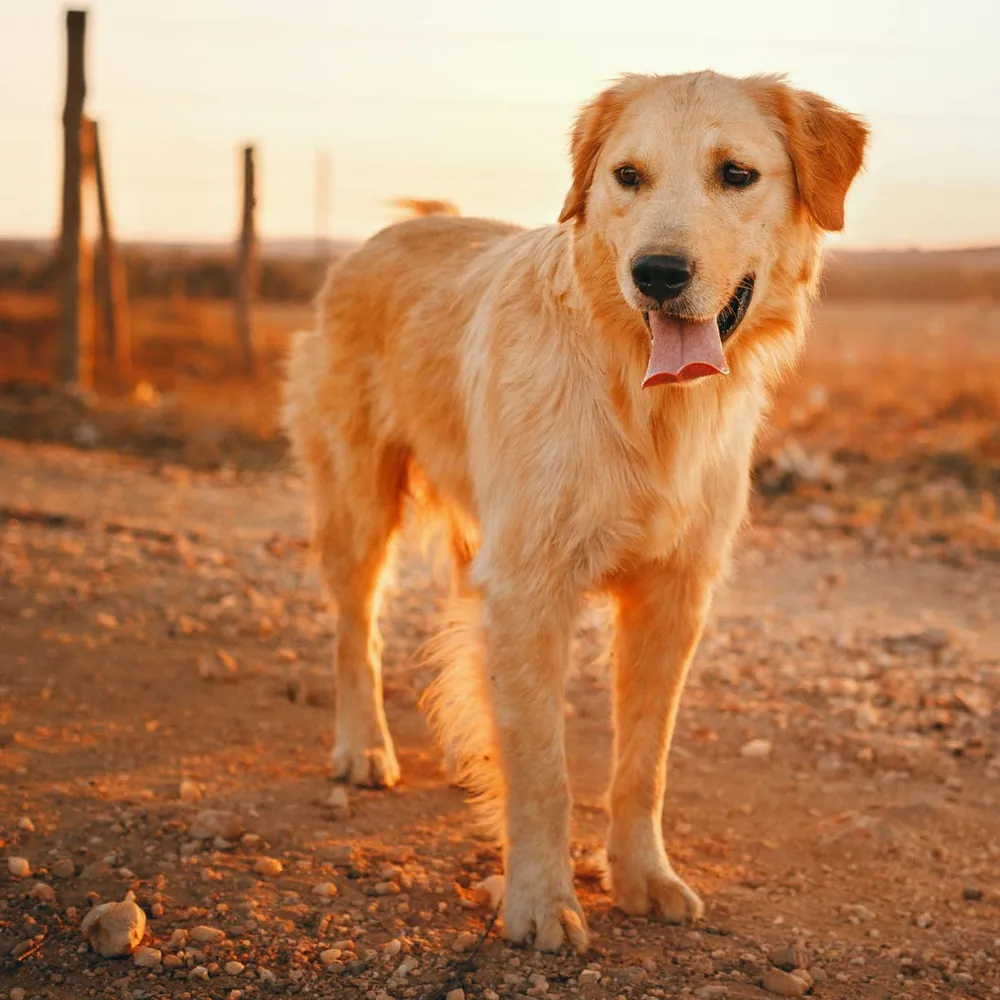 golden dog names