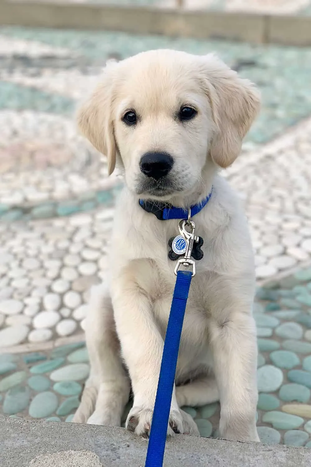 golden dog names
