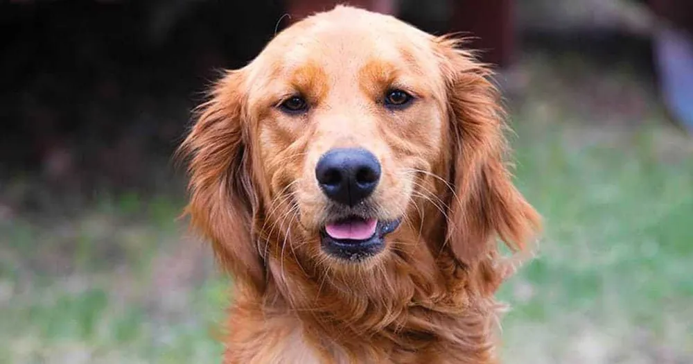 golden retriever names