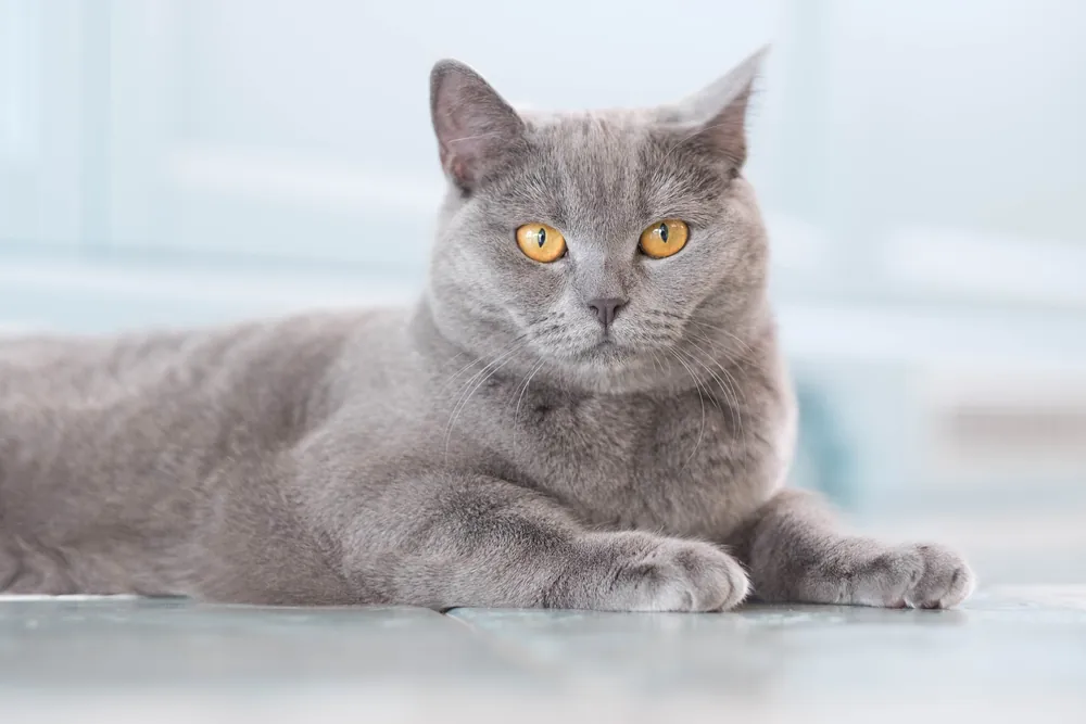 gray cat names