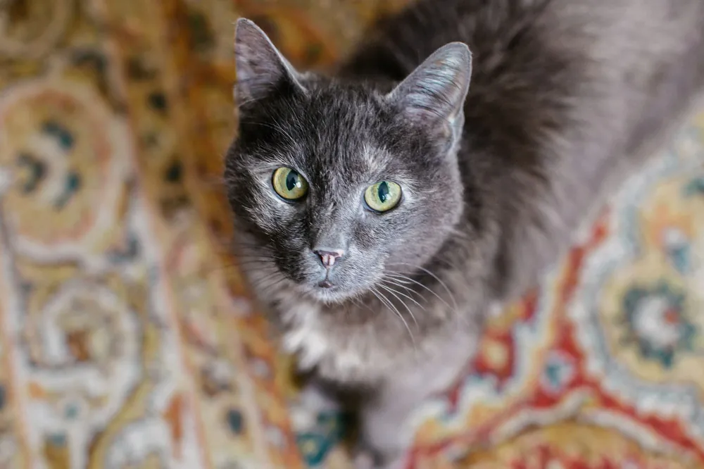 gray cat names