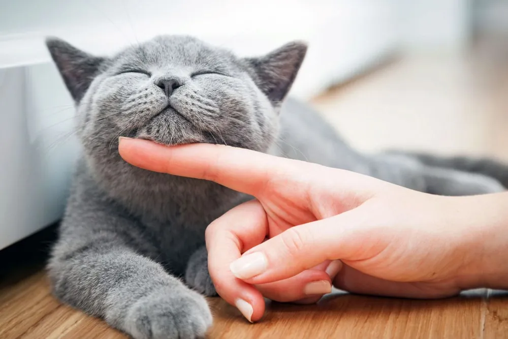 gray cat names