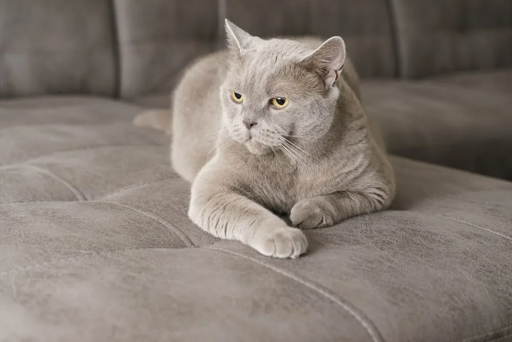 gray cat names