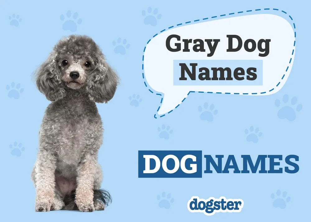 gray dog names