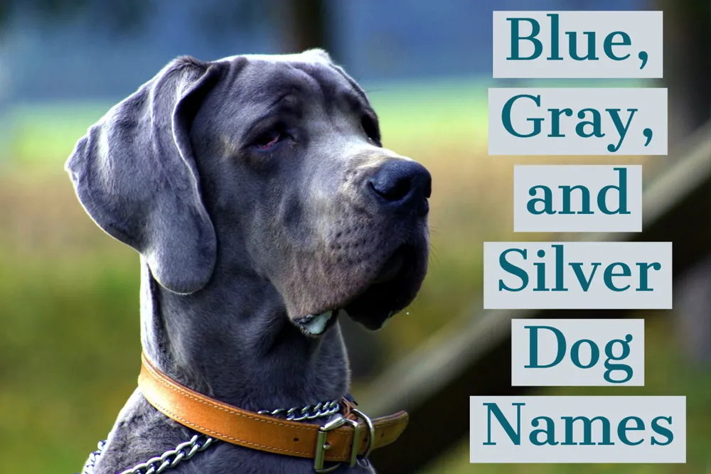 gray dog names