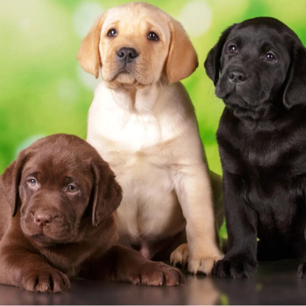 labrador names