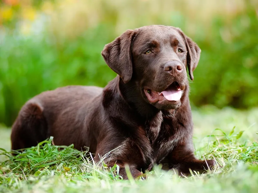 labrador names