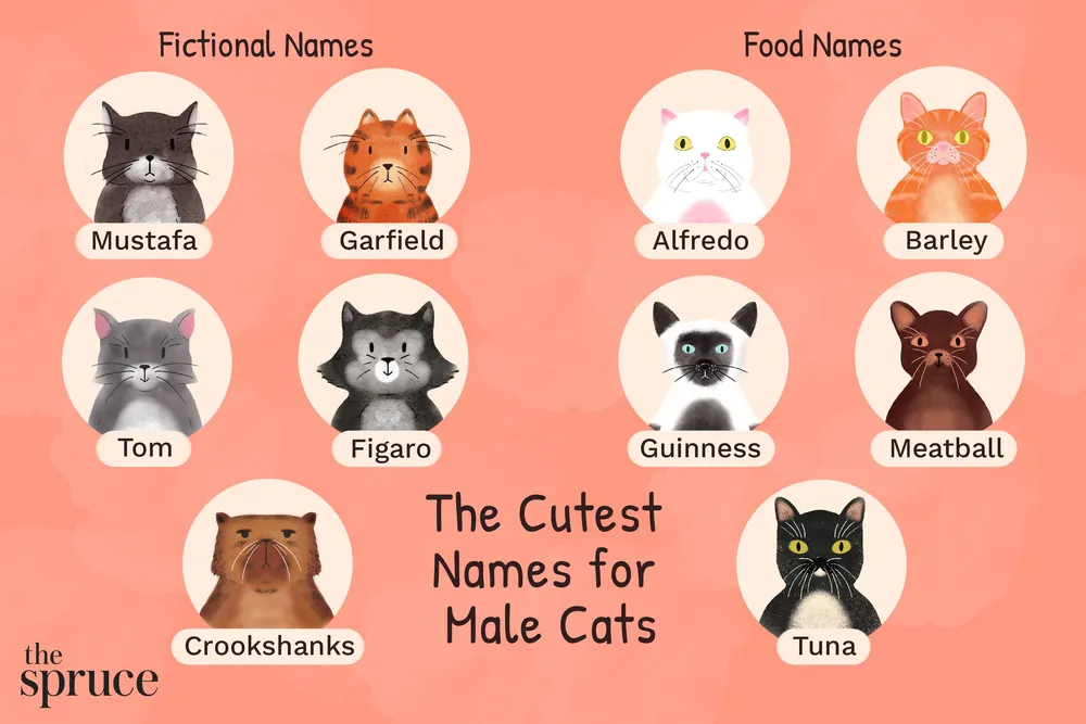 male cat names