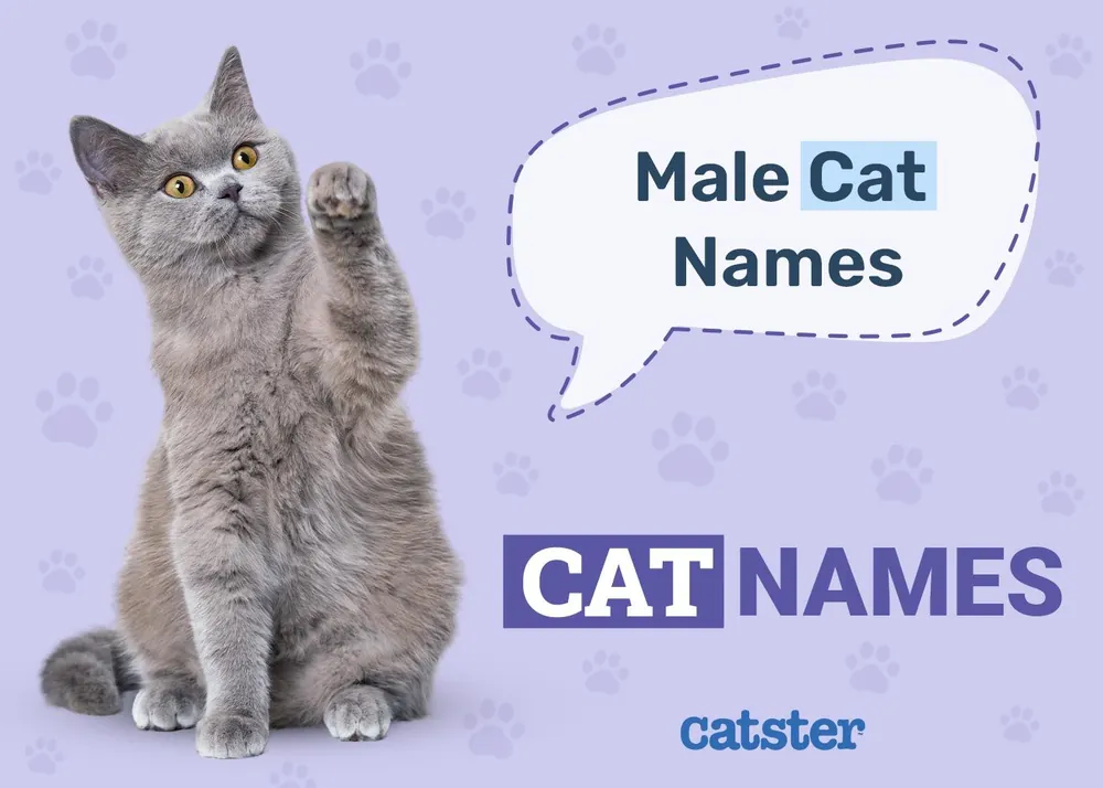 male cat names