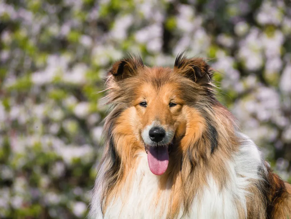 old fashioned dog names